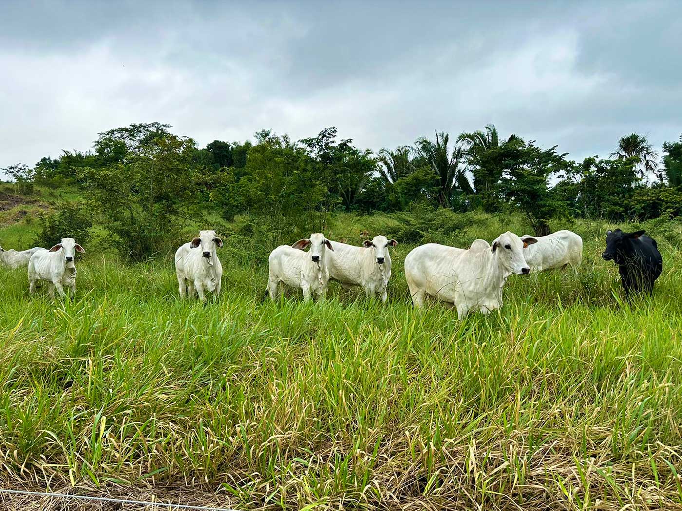 Belize Livestock Producers Association