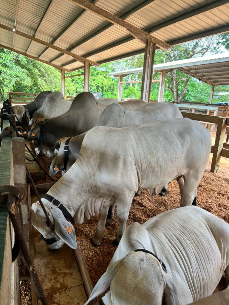 Belize Beef Fest and Rodeo