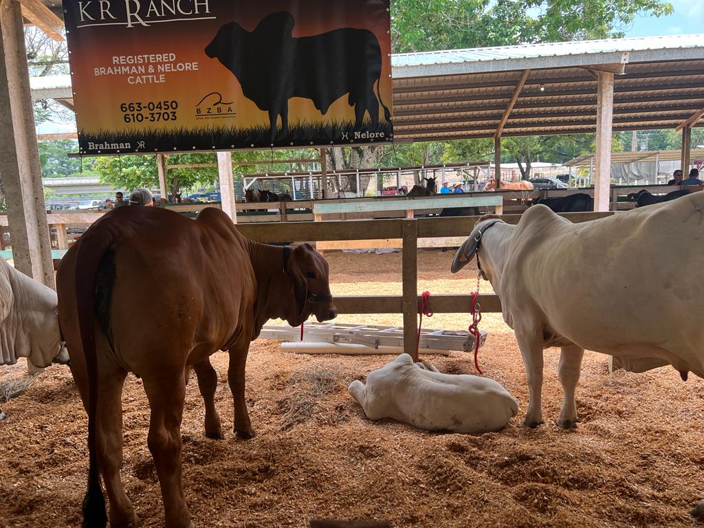 Belize Beef Fest and Rodeo